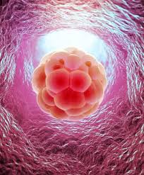 StemCell-MidArticle